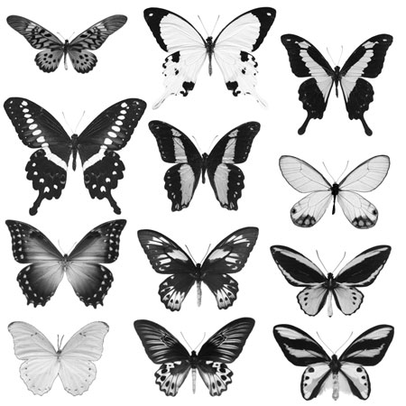 Кисть для фотошопа - Тропические бабочки