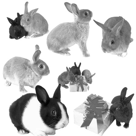Кисть для фотошопа - Кролики