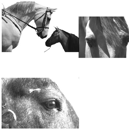 Кисть для фотошопа - Лошади