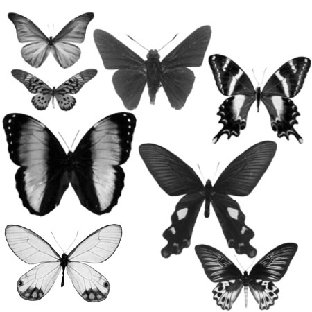 Кисть для фотошопа - Большие бабочки