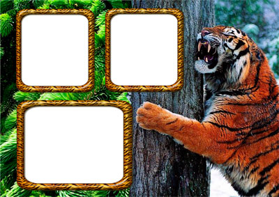 Рамка для фото - Тигр