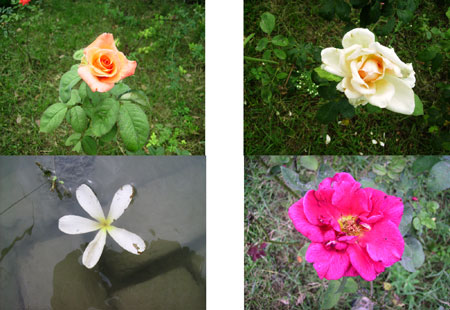 Фоны для фотошопа - Цветы (2)